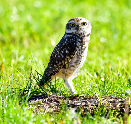 owl on a branch