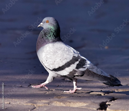 pigeon on the beach