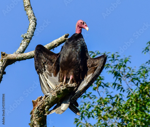 vulture on a tree