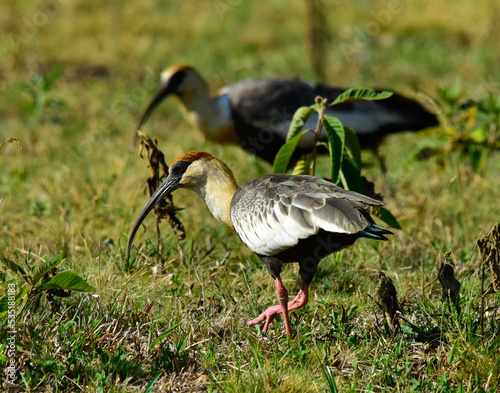 stork in the grass