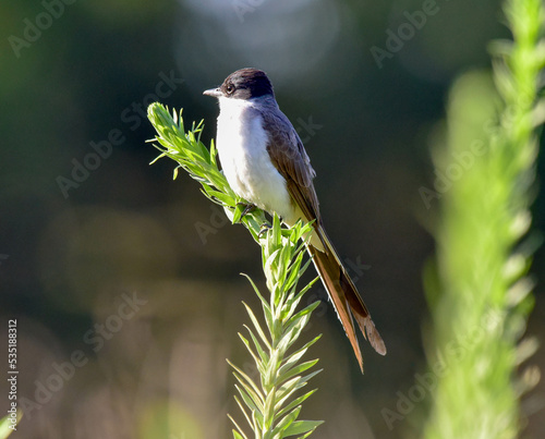 bird on a branch