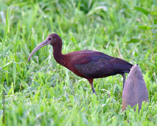 red billed stork