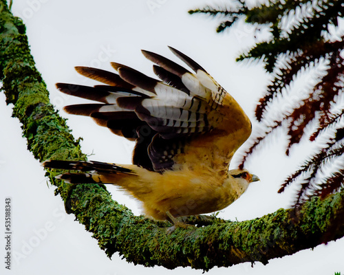 bird on a branch