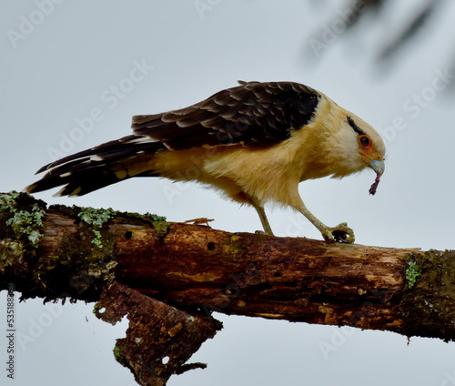 red tailed hawk