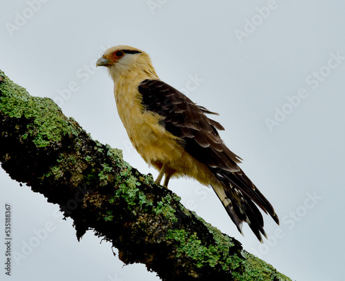 bird of prey