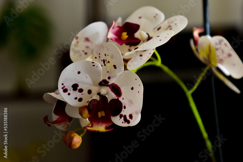 orchid flower on a black background