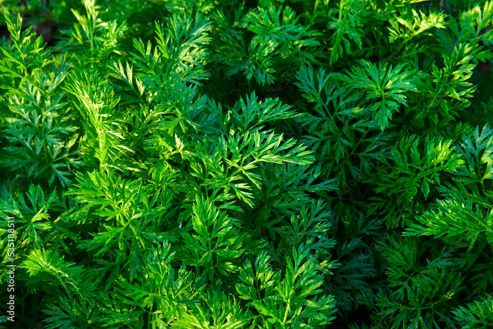 close up of green leaves close up of green leaves