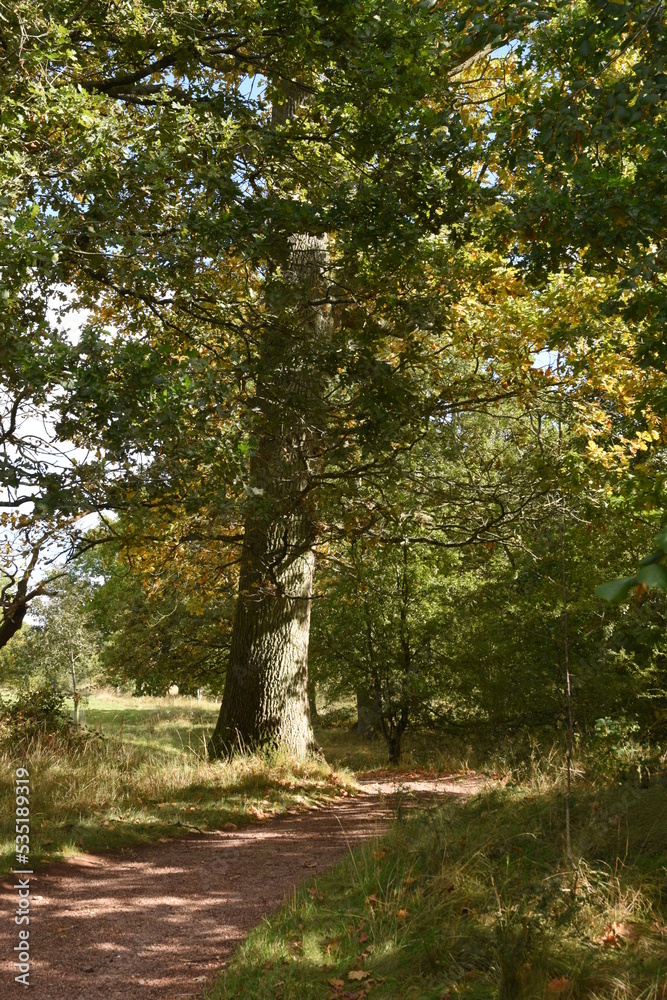 a footpath traveling though the new park at hagley a footpath traveling though the new park at hagley