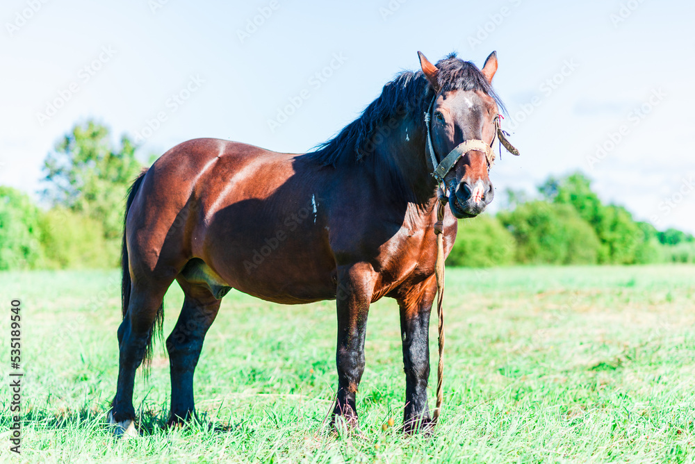 Brown Horse in a pasture of a farm. Chestnut Horse Standing Outdoor nature.Summer day. Brown Horse in a pasture of a farm. Chestnut Horse Standing Outdoor nature.Summer day.