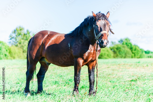 Brown Horse in a pasture of a farm. Chestnut Horse Standing Outdoor nature.Summer day.