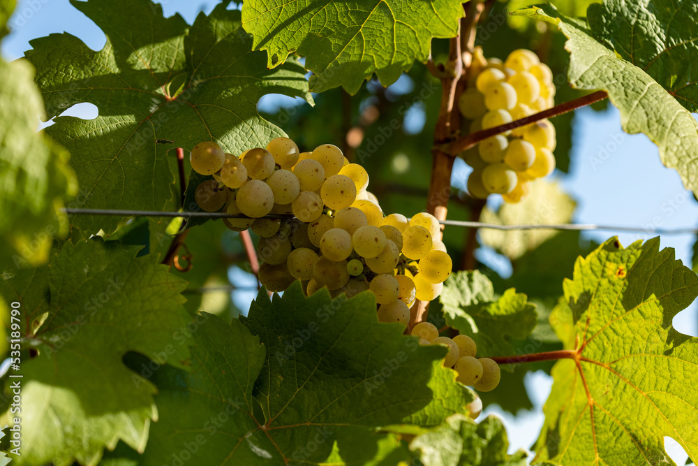White grape hangs on the vine. Blue sky in the background. Riesling grapes from beautiful vine region Rheingau in Germany. Wine is ready to harvest. White grape hangs on the vine. Blue sky in the background. Riesling grapes from beautiful vine region Rheingau in Germany. Wine is ready to harvest.