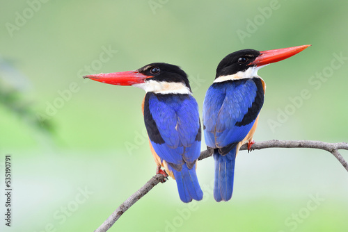 couple of beautiful blue bird with grossy red beaks perching together on thin stick expose over fine green background