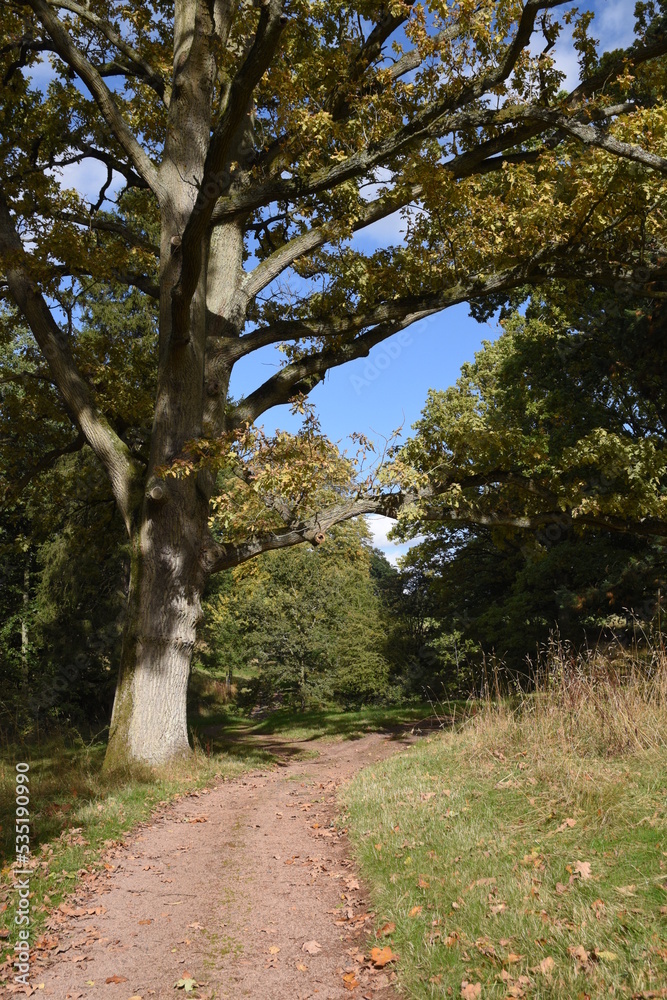 Fototapeta premium a footpath traveling though the new park at hagley