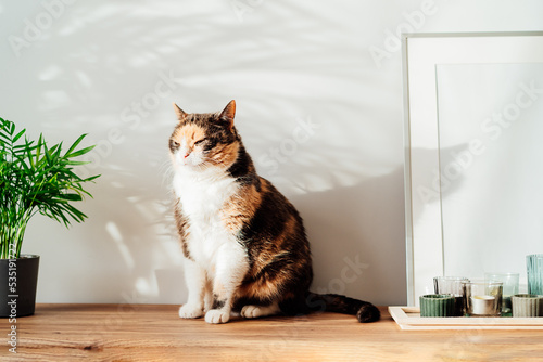 Relaxed cat in modern minimalist style interior with white poster mockup, candles on a wooden console with tropical green home plants under sunlight and shadows on a gray wall. Selective focus