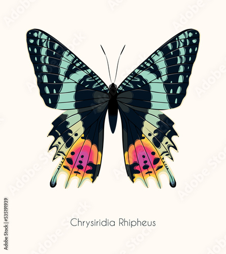 Illustration of high detailed tropical butterfly