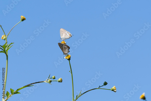 Long-tailed blue came to a flower photo