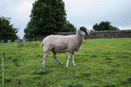 Sheep Grazing in Meadow