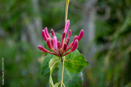 Pink Honeysuckle Flower Buds