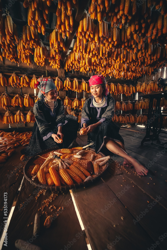 Hmong minority people working and smiling with labor achievements expressed happy, satisfied after date of harvest corn on a fall morning in Mu Cang Chai town, Yen Bai, Vietnam