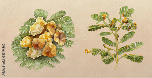 Frankincense (Boswellia). Botanical illustration on white paper. The best medicinal plants, their effects and contraindications. Natural medicine. Plant properties.