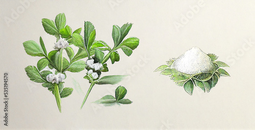 Stevia (Stevia Rebaudiana). Botanical illustration on white paper. The best medicinal plants, their effects and contraindications. Natural medicine. Plant properties.