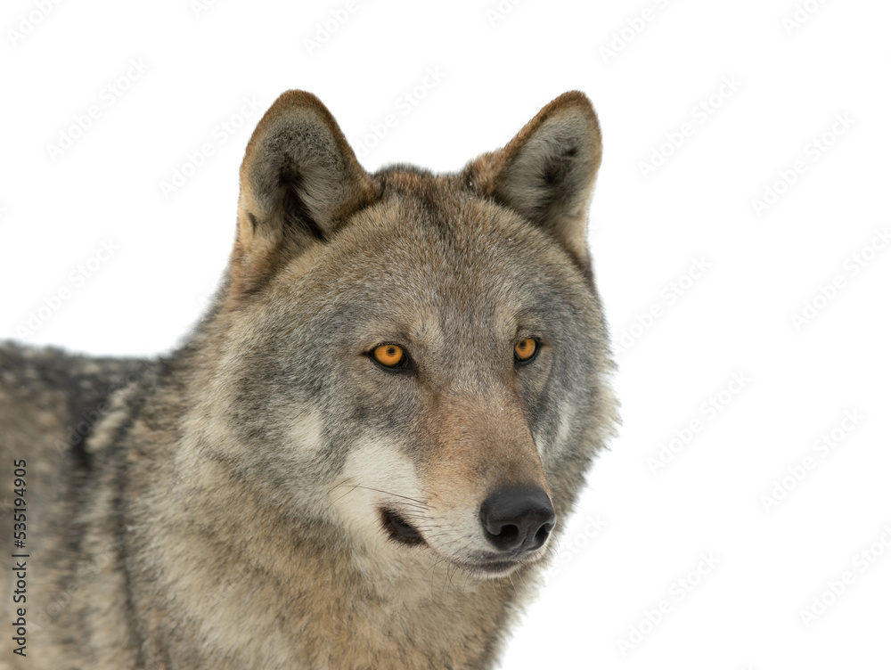 portrait of a she-wolf isolated on white background portrait of a she-wolf isolated on white background