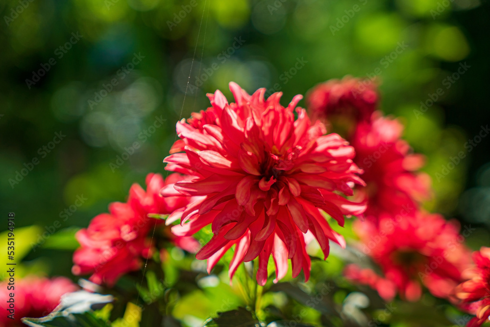 nice dahlia in the garden nice dahlia in the garden