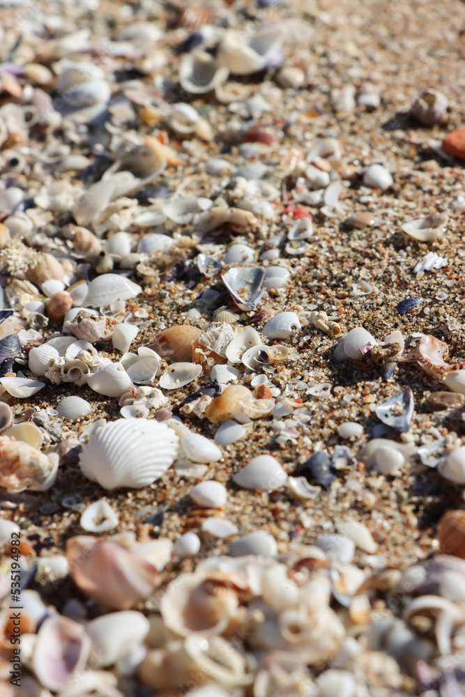 shells on the beach