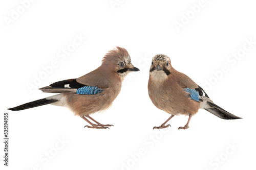 two eurasian jay (garrulus glandarius) isolated on white background