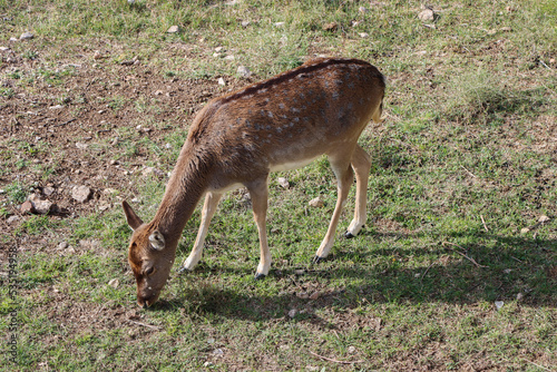 A deer eating in the middle of a meadow