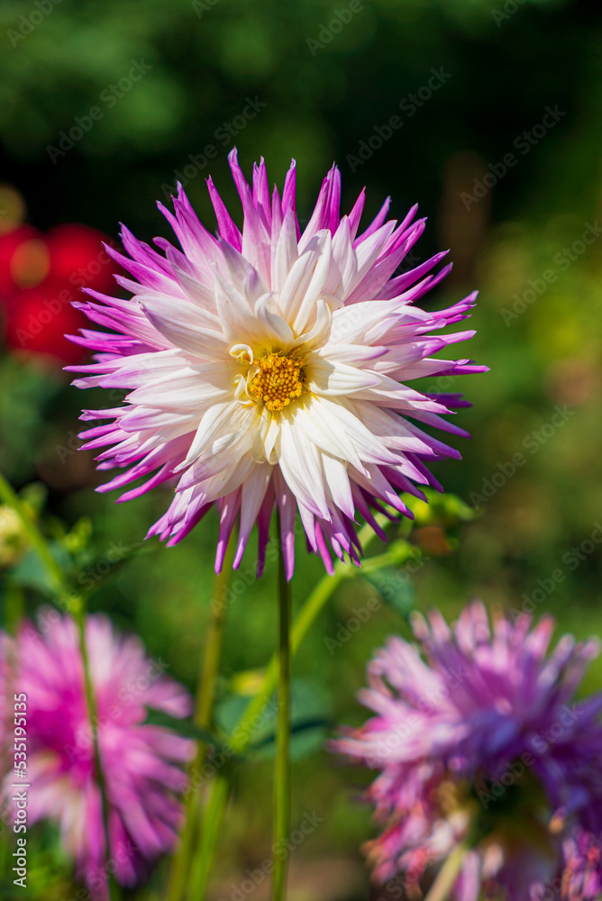 nice dahlia in the garden nice dahlia in the garden