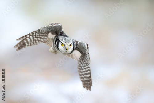 Hawk Owl Surnia ulula in Winter time, North Poland