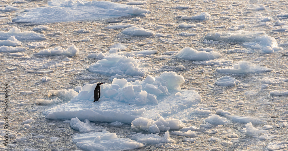 Einsamkeit - einzelner Eselspinguin steht allein und verlassen auf einer Eisscholle im Meer der Antarktis - obrazy, fototapety, plakaty 