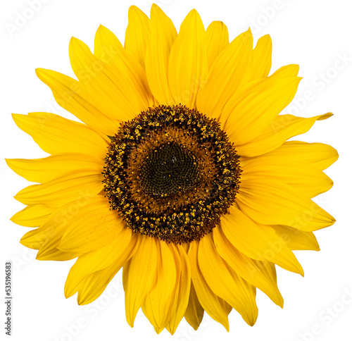 Fototapeta Naklejka Na Ścianę i Meble -  sunflower flower on an isolated white background