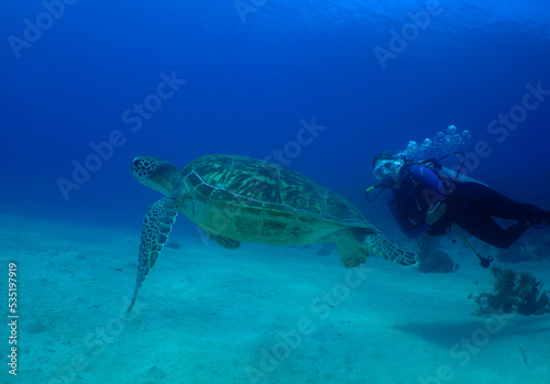 a green turtle and a diver in the caribbean sea