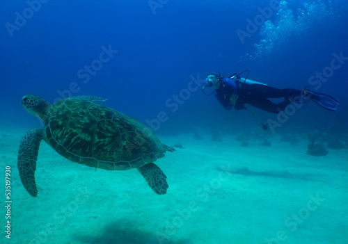 Fototapeta Naklejka Na Ścianę i Meble -  a green turtle and a diver in the caribbean sea