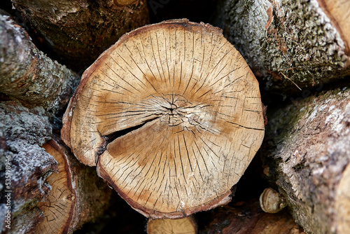 birch logs. a lot of firewood, fallen trees, a lot of logs are lying on the ground in the nature of a sawmill.