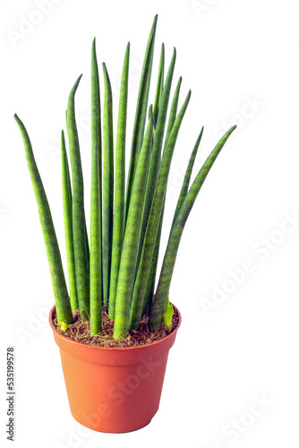 Side view of potted Sansevieria cylindrica on white background
