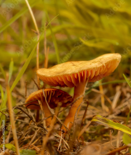 A brown mushroom growing in the grass in Poland