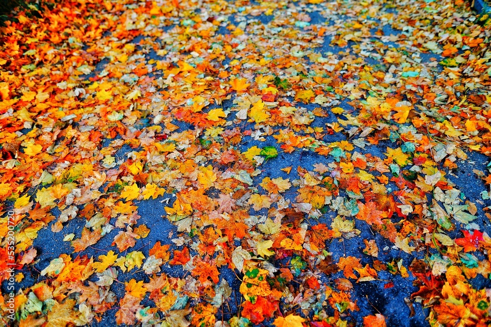 Autumn in Paris (France) - Powerfull colors in trees and leaves