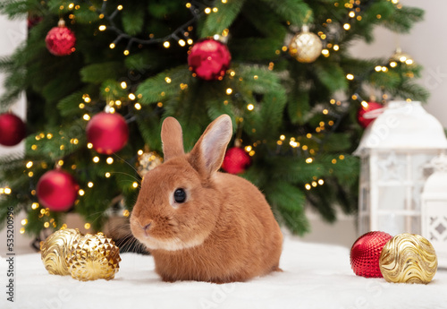 Cute red bunny lying near Christmas tree looking at camera.Happy New 2023 Year of rabbit according to Chinese,east calendar.Cute,adorable pet,animal festive celebration card, copy space.