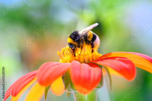 Large earth bumblebee pollinates red dahlia - Dahlia coccinea photo
