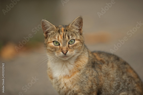 brownish white gray cat with green eyes closeup © Юрий Горид