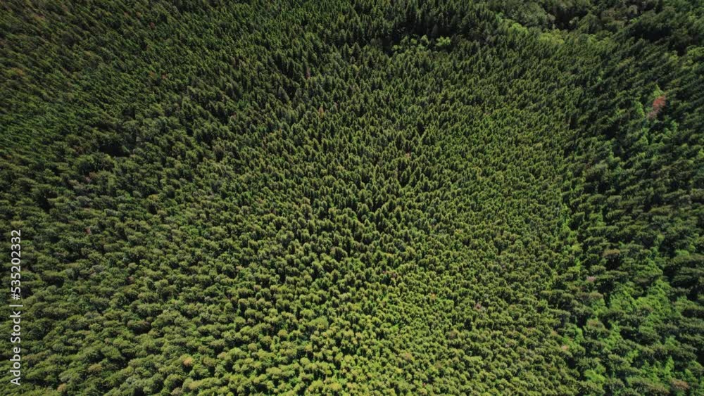Rotating Top View on Dense Forest of Evergreen Trees Rotating Top View on Dense Forest of Evergreen Trees