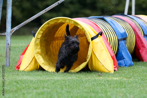 Cute purebred cairn terrier dog is running outside on agility competition at summer time. Working obedient short-legged Scottish terrier performing on agility jumping course. Double coated family pet