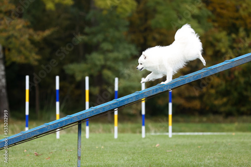 Smiling white japanese small spitz running dog agility course during competition in summer time. Fluffy little dog, smart spitz running dogwalk at outside full speed on dog agility competition