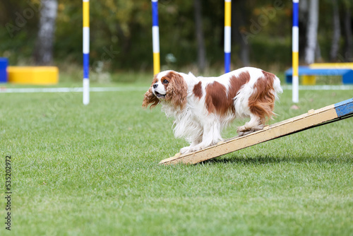 Photography Working Cavalier King Charles Spaniel  running agility obstacle dog walk with contact zone