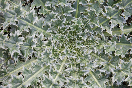 green spiked thislle leaves