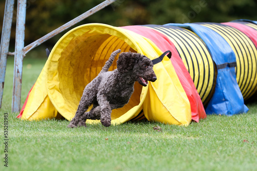 Outside agility shoot of attentive obedient small brown poodle running on dog agility competition sunny summer day. Purebred caniche moyen with show curly hair cut enjoying summer sport activities. 