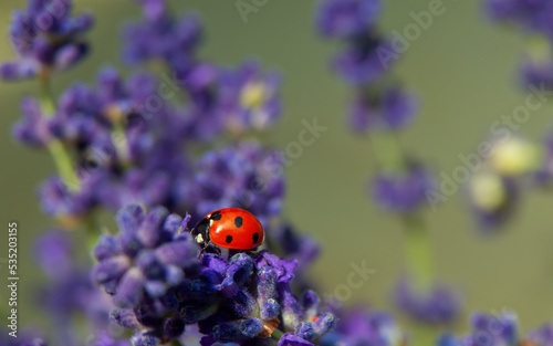 A small bouquet of French lavender and a ladybug